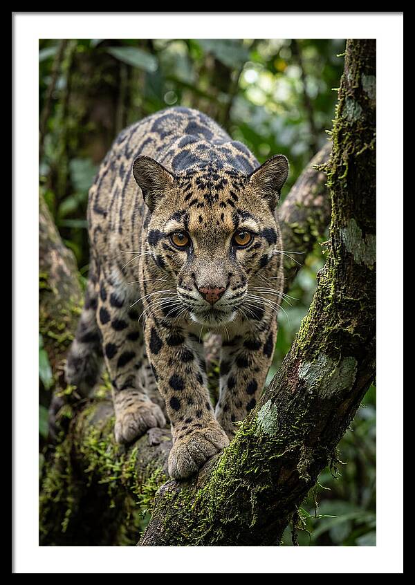 Asian Clouded Leopard Close Up