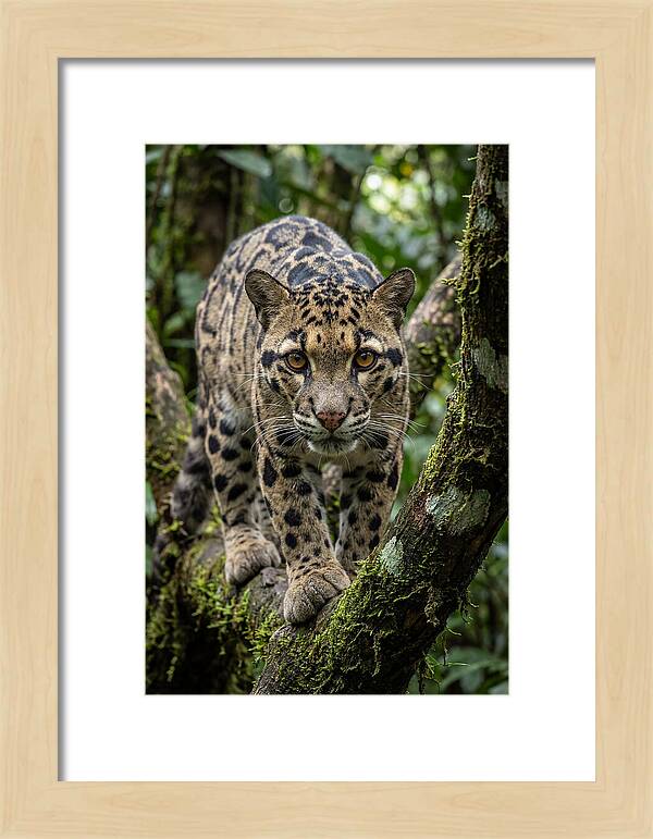 Asian Clouded Leopard Close Up