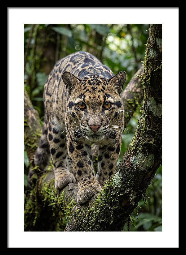 Asian Clouded Leopard Close Up