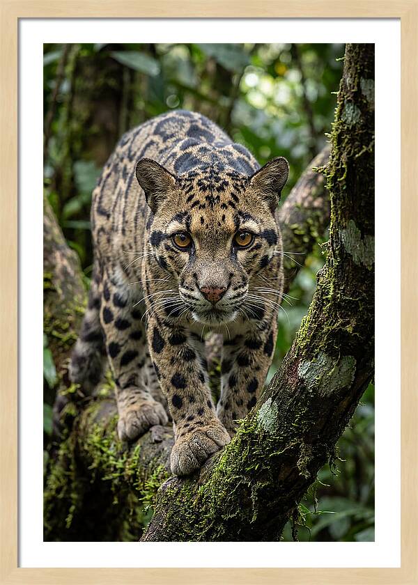 Asian Clouded Leopard Close Up