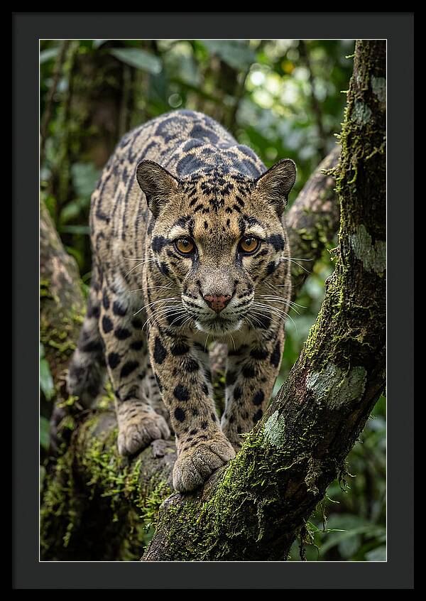 Asian Clouded Leopard Close Up