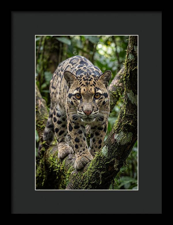 Asian Clouded Leopard Close Up