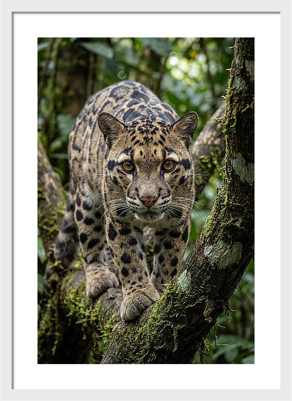 Asian Clouded Leopard Close Up