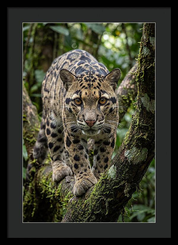 Asian Clouded Leopard Close Up