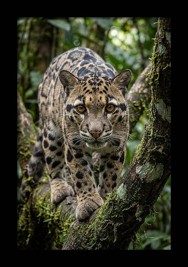 Asian Clouded Leopard Close Up