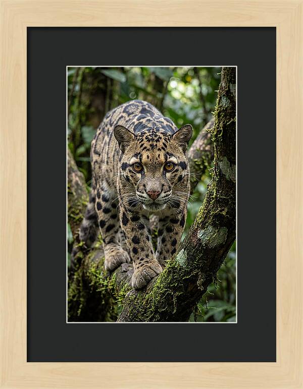 Asian Clouded Leopard Close Up