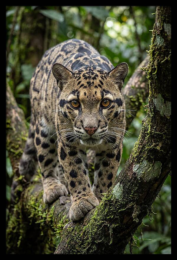 Asian Clouded Leopard Close Up