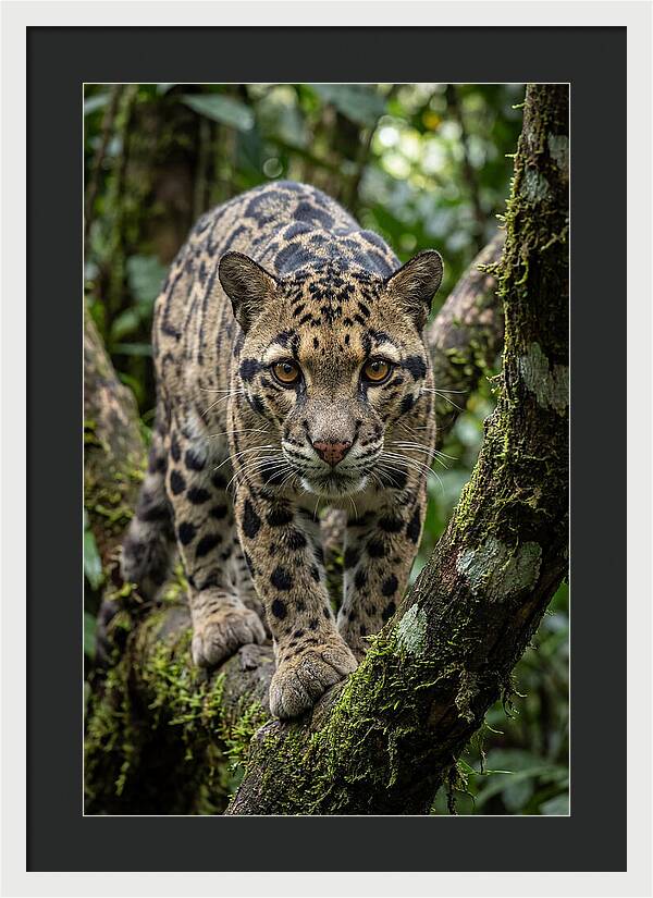 Asian Clouded Leopard Close Up