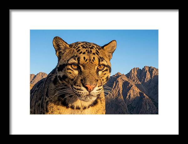 Asian Clouded Leopard Majesty