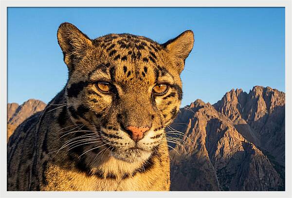 Asian Clouded Leopard Majesty