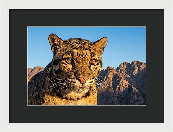 Asian Clouded Leopard Majesty