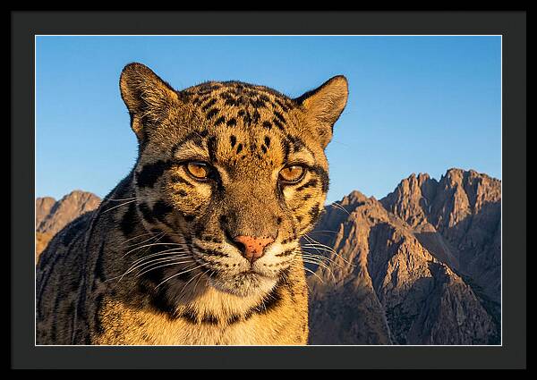 Asian Clouded Leopard Majesty