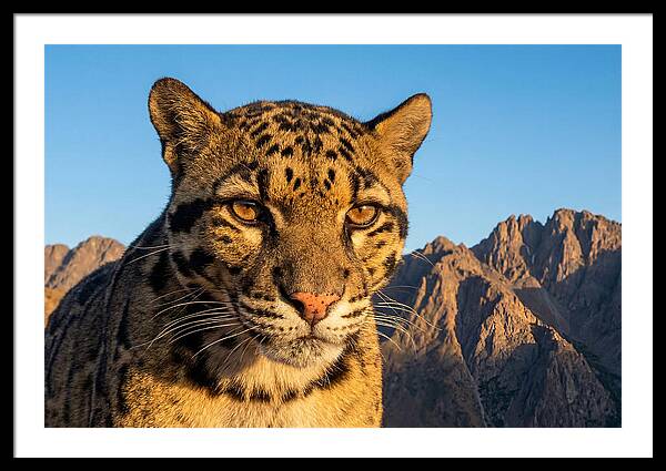 Asian Clouded Leopard Majesty