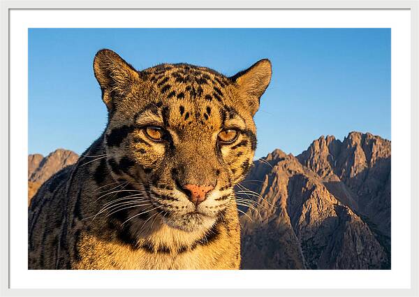 Asian Clouded Leopard Majesty