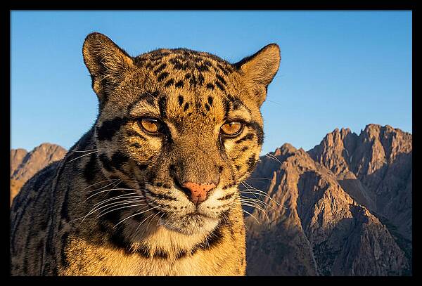 Asian Clouded Leopard Majesty