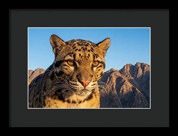 Asian Clouded Leopard Majesty