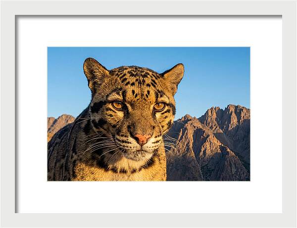 Asian Clouded Leopard Majesty