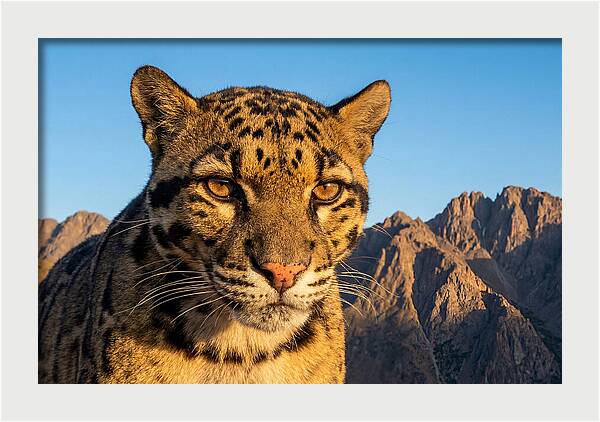 Asian Clouded Leopard Majesty
