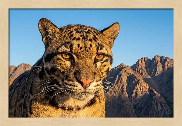 Asian Clouded Leopard Majesty