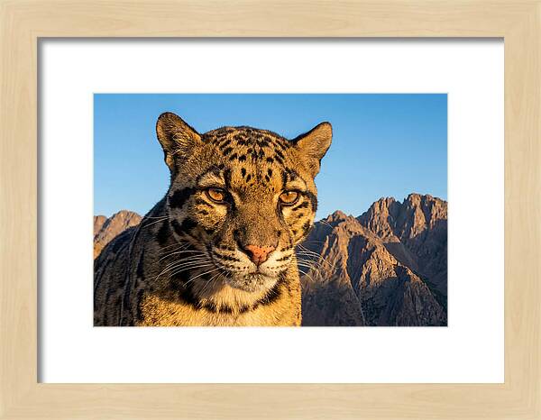 Asian Clouded Leopard Majesty