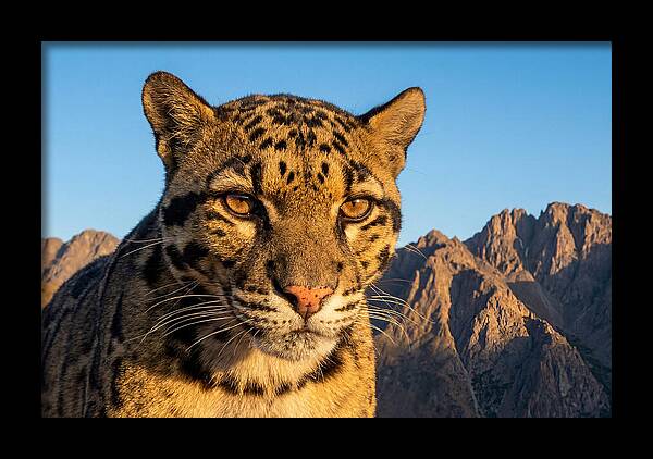 Asian Clouded Leopard Majesty