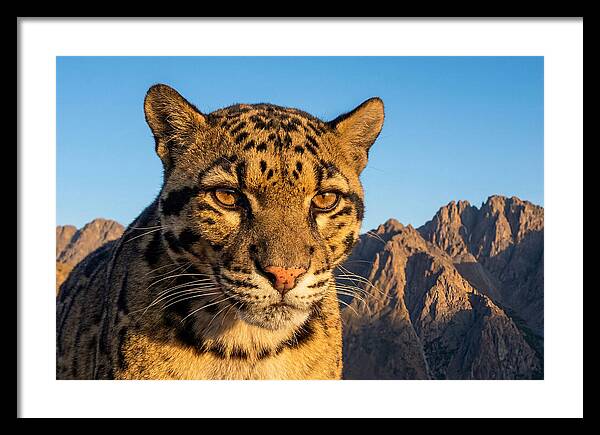 Asian Clouded Leopard Majesty