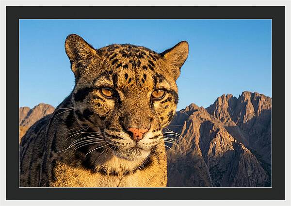 Asian Clouded Leopard Majesty