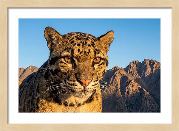 Asian Clouded Leopard Majesty