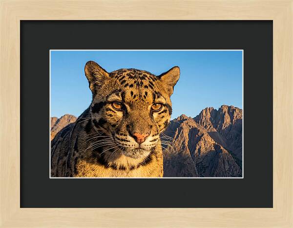 Asian Clouded Leopard Majesty