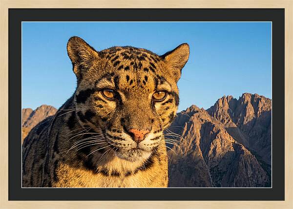 Asian Clouded Leopard Majesty
