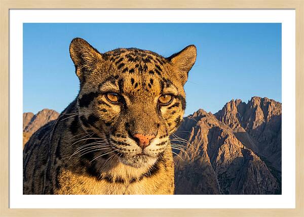Asian Clouded Leopard Majesty