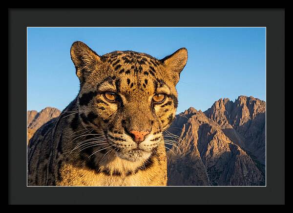 Asian Clouded Leopard Majesty