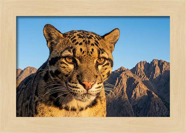 Asian Clouded Leopard Majesty