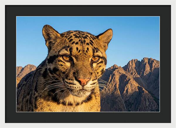Asian Clouded Leopard Majesty