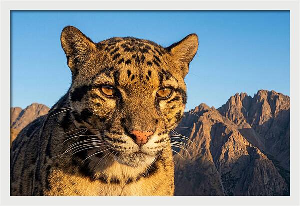 Asian Clouded Leopard Majesty