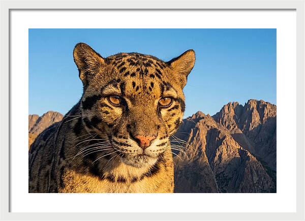 Asian Clouded Leopard Majesty