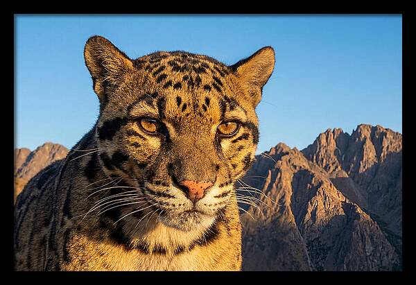Asian Clouded Leopard Majesty