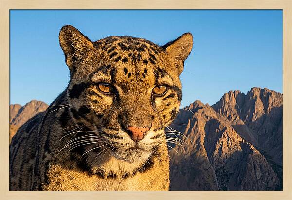 Asian Clouded Leopard Majesty