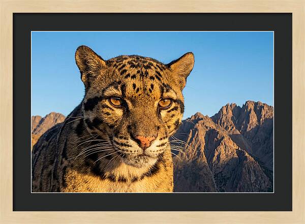Asian Clouded Leopard Majesty