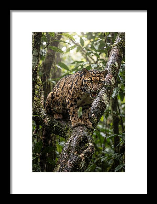 Asian Clouded Leopard Perched In Jungle