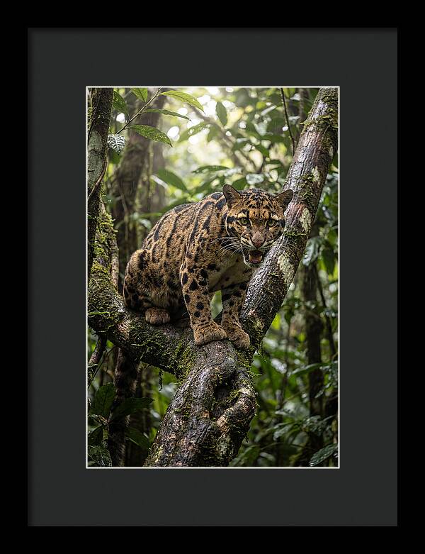 Asian Clouded Leopard Perched In Jungle