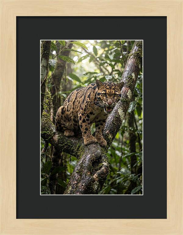 Asian Clouded Leopard Perched In Jungle