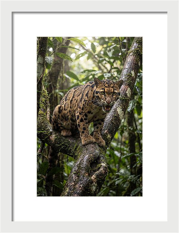 Asian Clouded Leopard Perched In Jungle