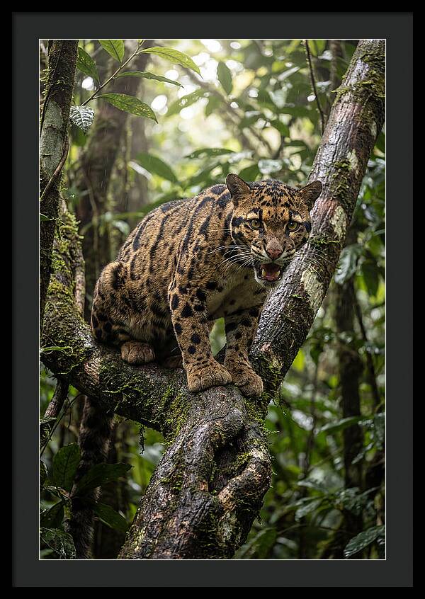 Asian Clouded Leopard Perched In Jungle