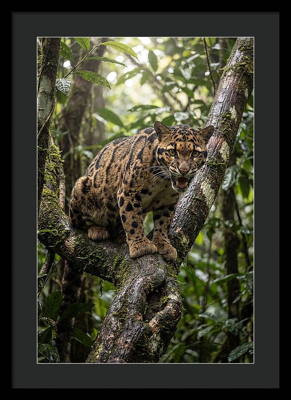Asian Clouded Leopard Perched In Jungle