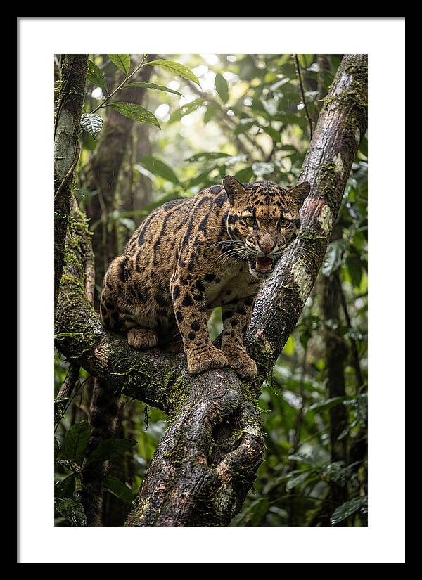 Asian Clouded Leopard Perched In Jungle