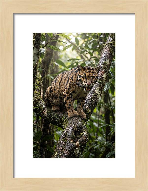 Asian Clouded Leopard Perched In Jungle