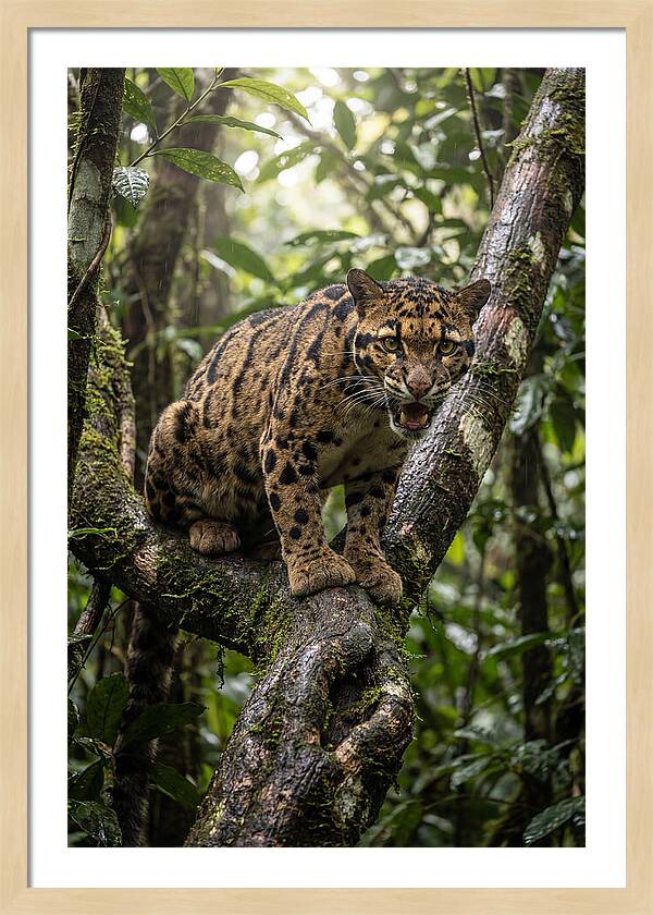 Asian Clouded Leopard Perched In Jungle