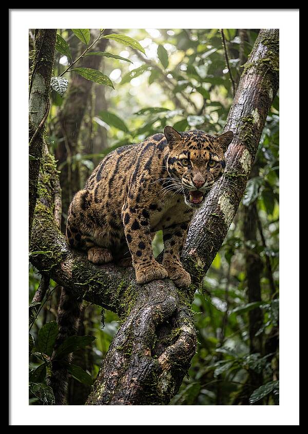 Asian Clouded Leopard Perched In Jungle