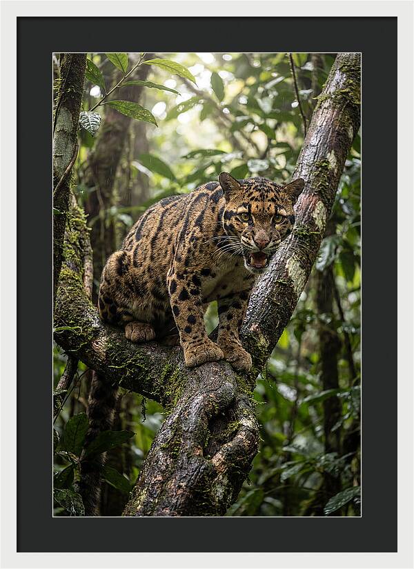 Asian Clouded Leopard Perched In Jungle